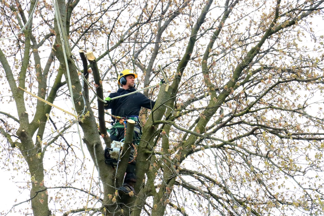 Tree service crew responding to a downed tree in Longview, TX